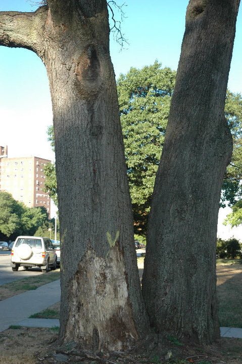 Tree Damage From Antler Rubbing, Protect Your Yard