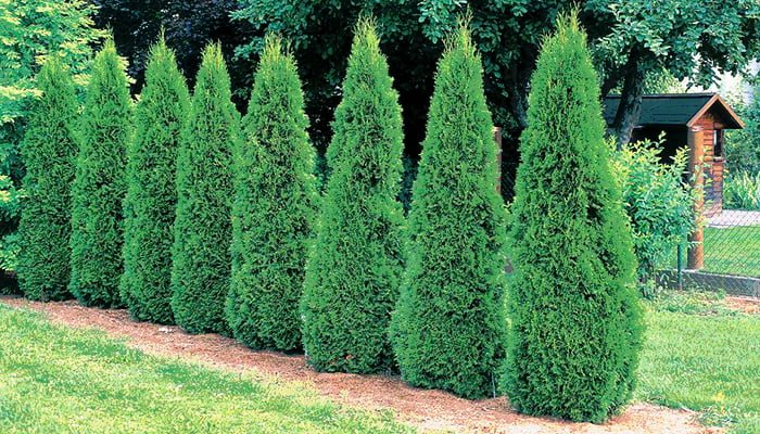 Arborvitae Tree Service & Care Tips | Red Cedar Inc