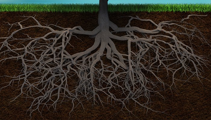 Tree Roots: What are the function of roots? | Red Cedar Inc